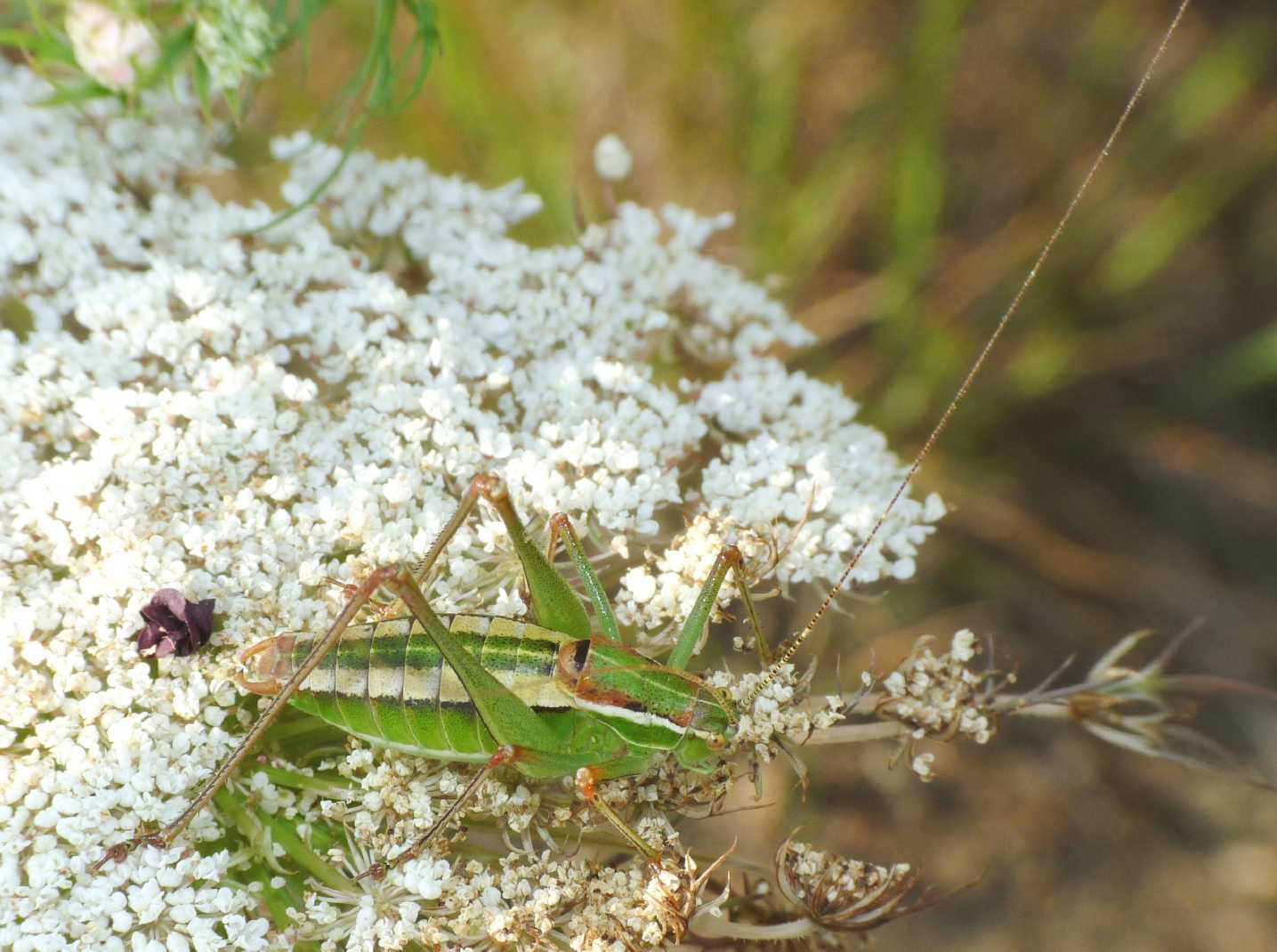 Phaneropteridae: Poecilimon jonicus superbus